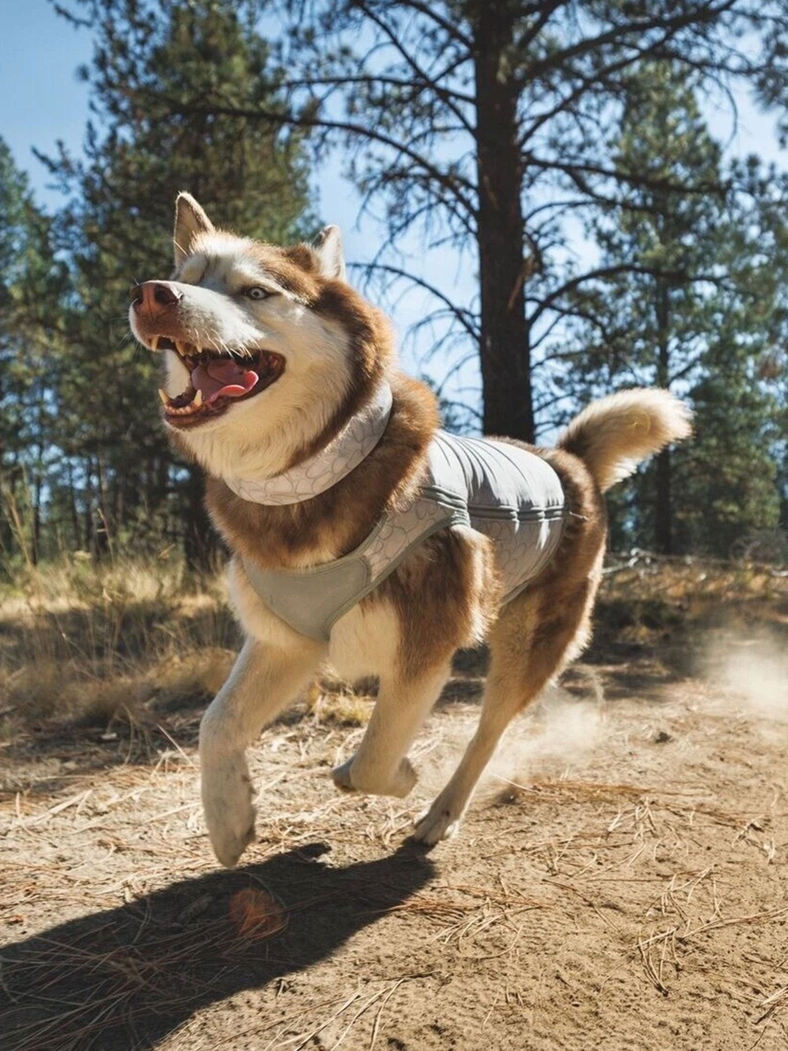 Ruffwear - Swamp Cooler™ Premium Dog Cooling Vest - Buckle Version